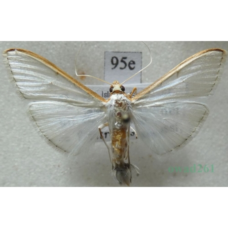 Palpita vitrealis (Rossi, 1794) Spain, Canary Is95e